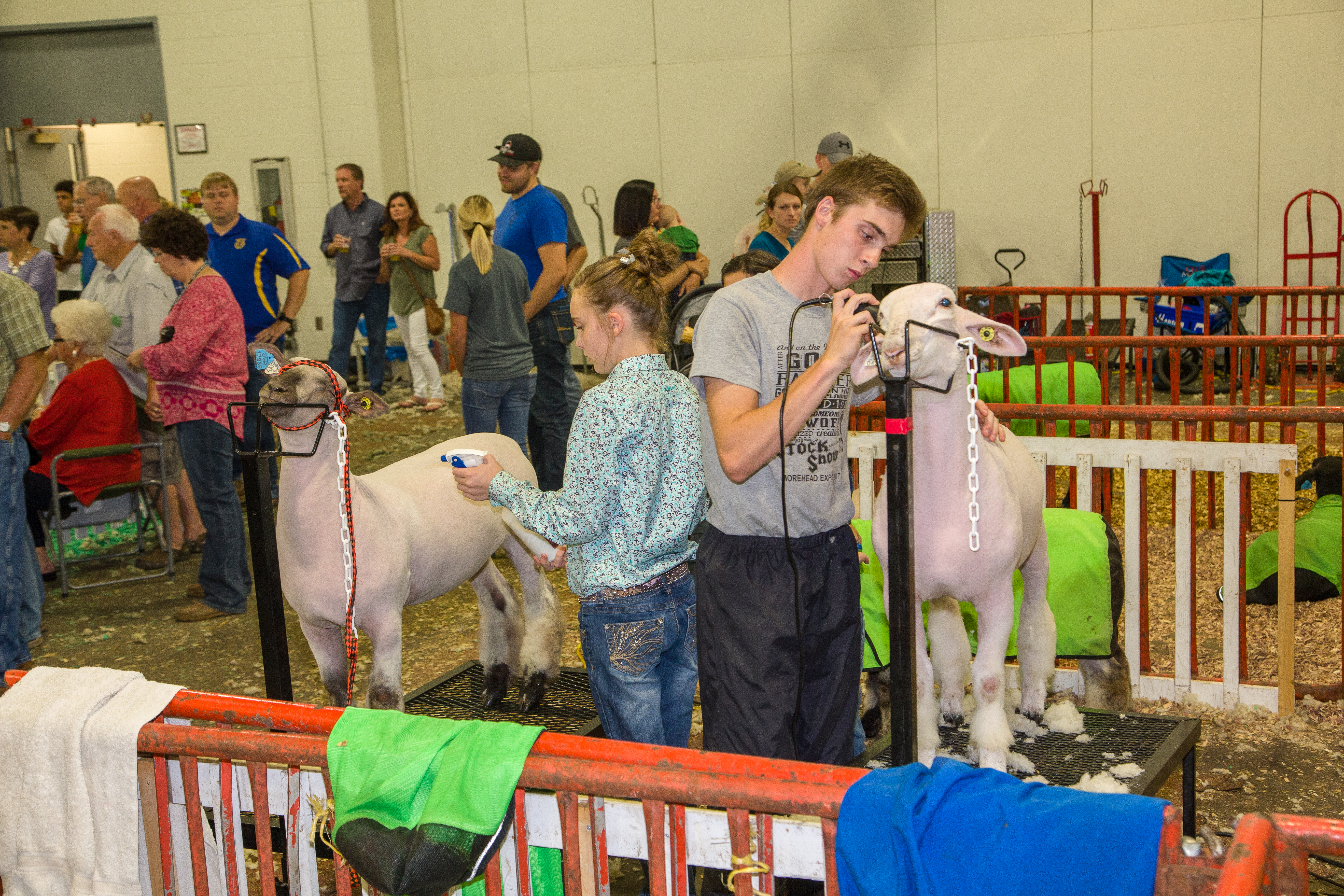 sheep showing